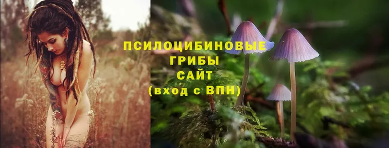 где купить наркоту  Володарск  Галлюциногенные грибы Cubensis 